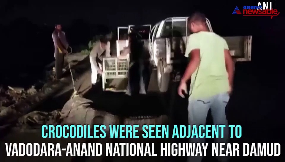 Forest officials rescue crocodile in Gujarat's Vadodara