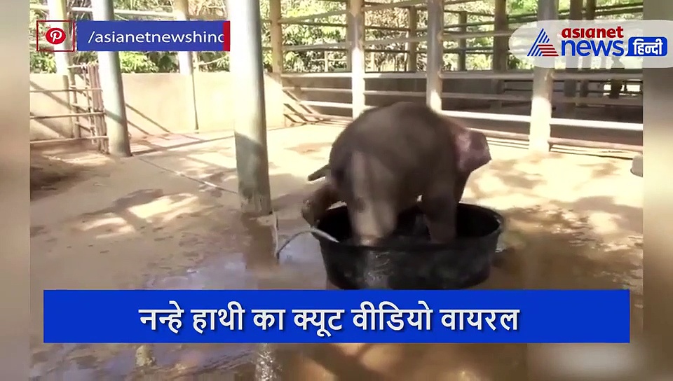 इस नन्हे हाथी ने अपनी मासूमियत से जीता लोगों का दिल, वीडियो में देखें कैसे की शरारत