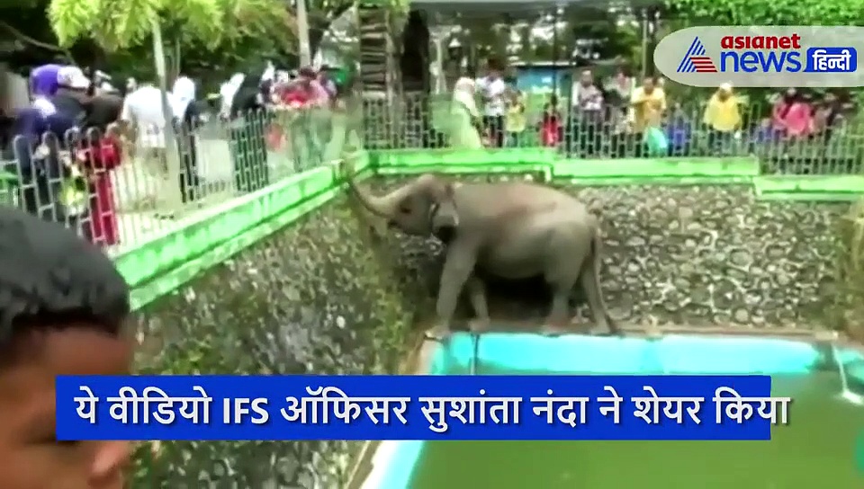 देखिए कितने समझदार होते हैं हाथी, आईएफएस ऑफिसर ने शेयर किया वीडियो