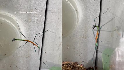 'Woman shares footage of her beautiful pet stick insect moving around in its container '