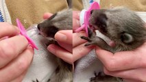 'Anxious baby raccoon swiftly sucks on a pacifier after getting rescued '