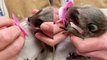 'Anxious baby raccoon swiftly sucks on a pacifier after getting rescued '