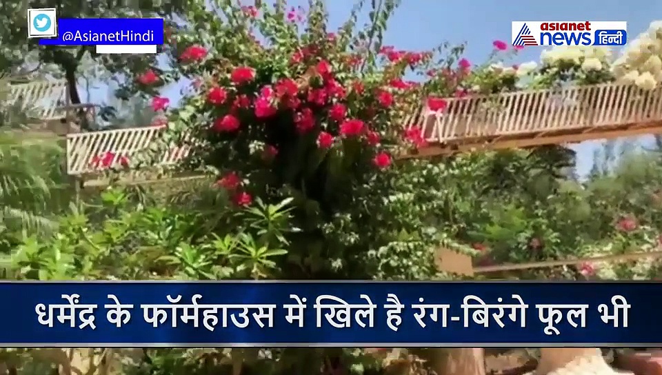 84 के धर्मेंद्र ने की ब्रोकली, टमाटर, बैंगन की खेती, सब्जियों को तराजू में तौलते दिखे सनी के पापा