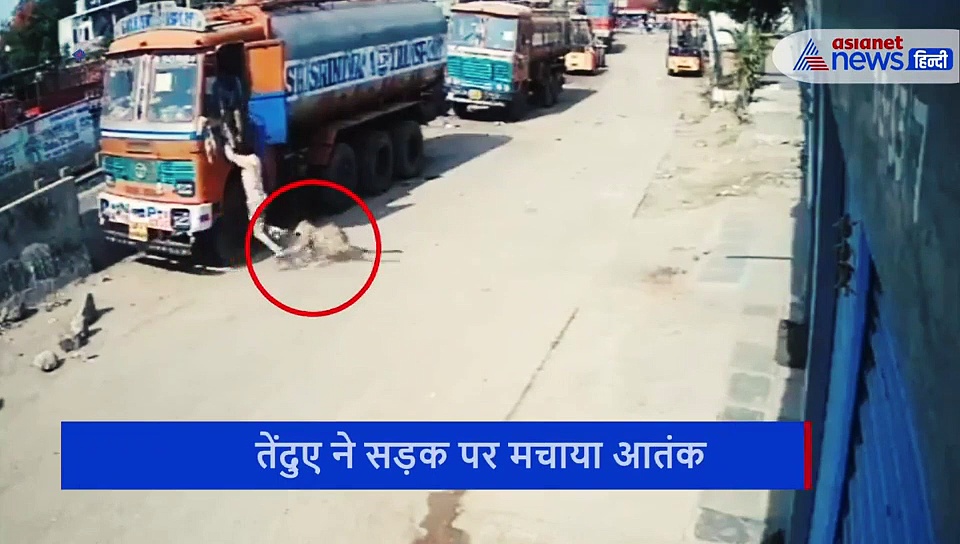 सड़क पर आए तेंदुए को कुत्तों ने खदेड़ा, देखें जबरदस्त फाइट का वीडियो