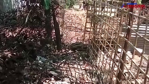 Watch: Snakes mating in Ballari caught on camera!