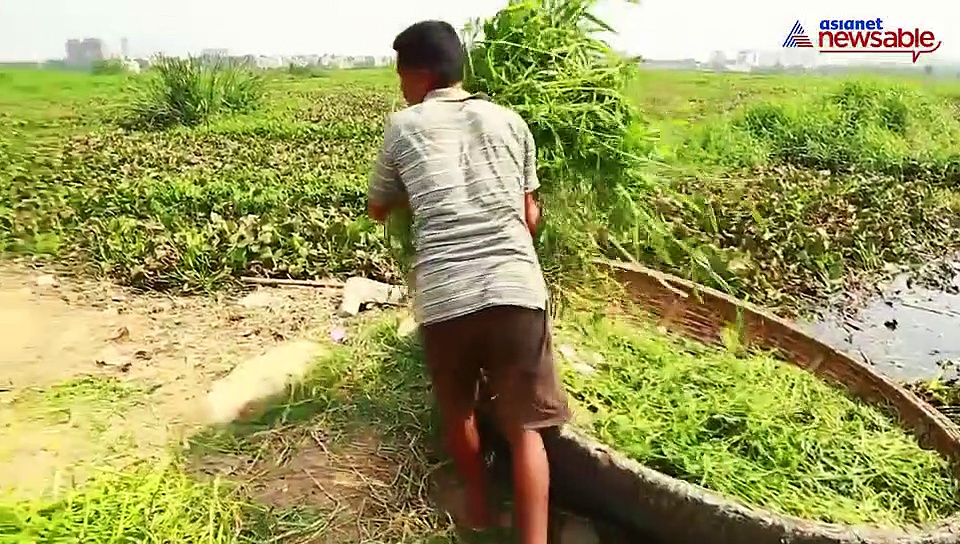 Bengaluru: Farming dying a slow death in 36 villages of Bellandur, Varthur