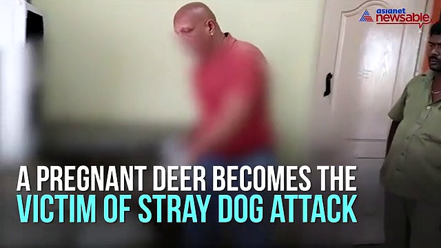 Pregnant deer dies as stray dog attacks continue in Turahalli forest