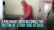 Stray dog kills deer NEWSABLE