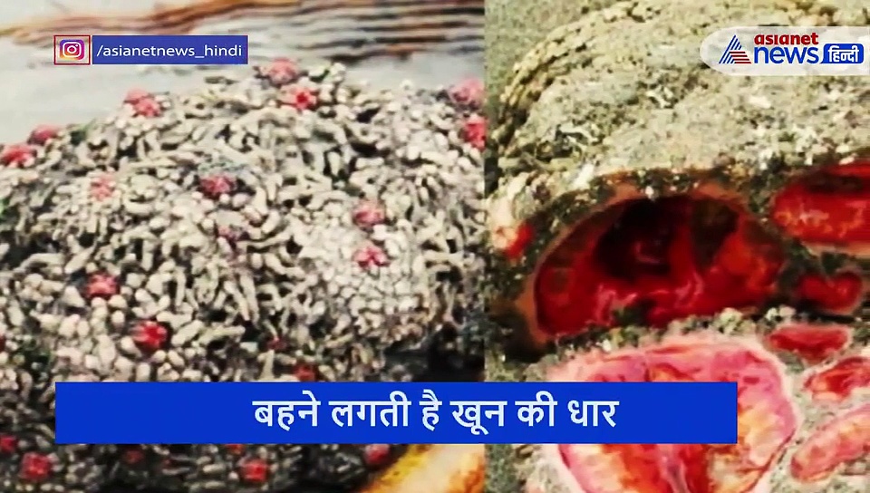 पत्थर को तोड़ते ही बहने लगती है खून की धार..फिर बड़े चाव से खाते हैं लोग