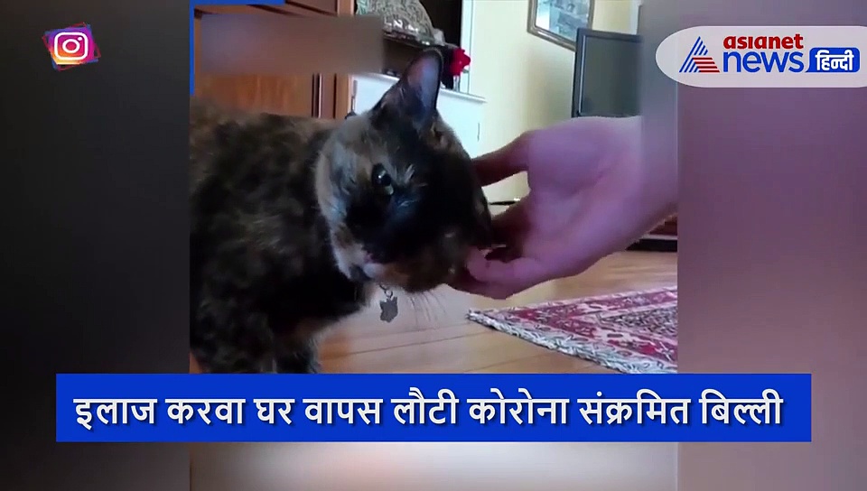 इलाज करवा घर वापस लौटी कोरोना संक्रमित बिल्ली, जानवरों में सबसे पहले इसी पर वायरस ने किया था अटैक