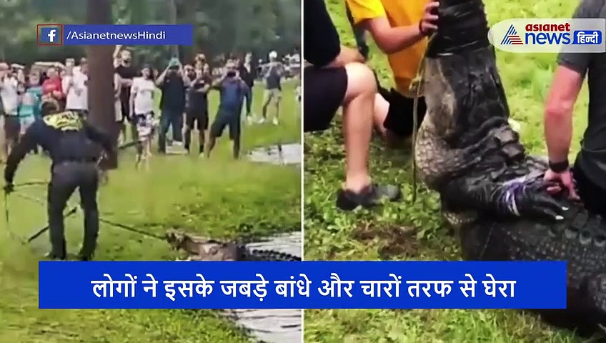 30 लोगों ने मिलकर किया 12 फुट के मगरमच्छ का शिकार, बंधे जबड़े में बेबस तड़पता रहा बेजुबान