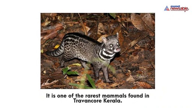 These five species will soon vanish from Kerala