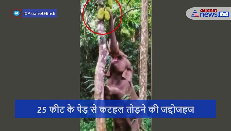 भूख लगी तो दो पैरों पर खड़ा हो गया हाथी, 25 फ़ीट की ऊंचाई से तोड़ खाने लगा कटहल