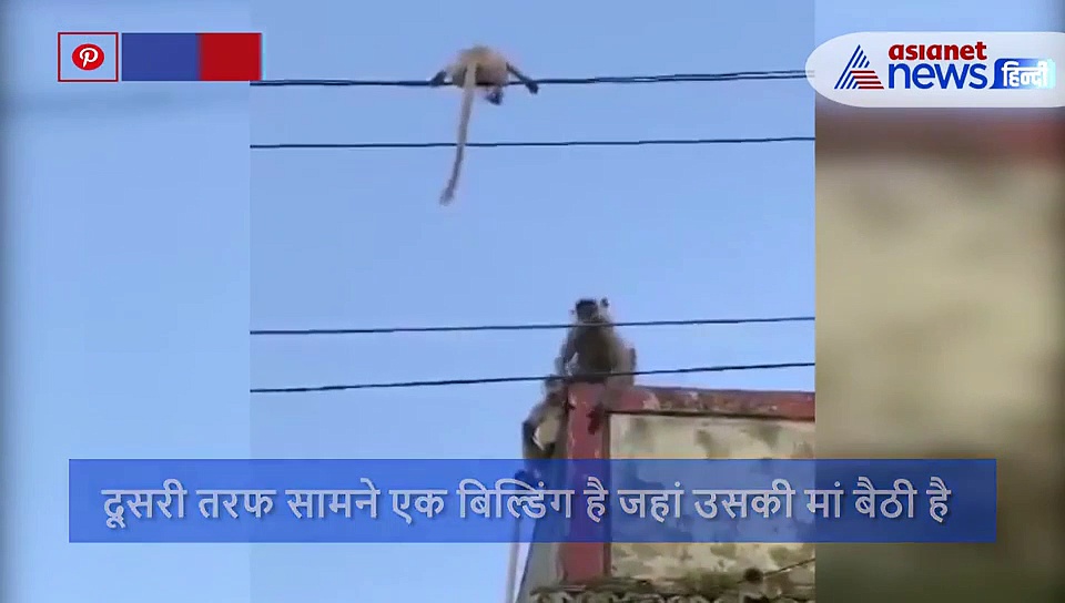 अपने बच्चे की जान बचाने के लिए बिजली की तार पर कूद गई बंदरिया, वीडियो हुआ वायरल