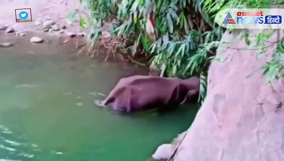 केरल में हथिनी की हत्या के दोषियों को सजा कब ? सीएम  ने किया ये वादा