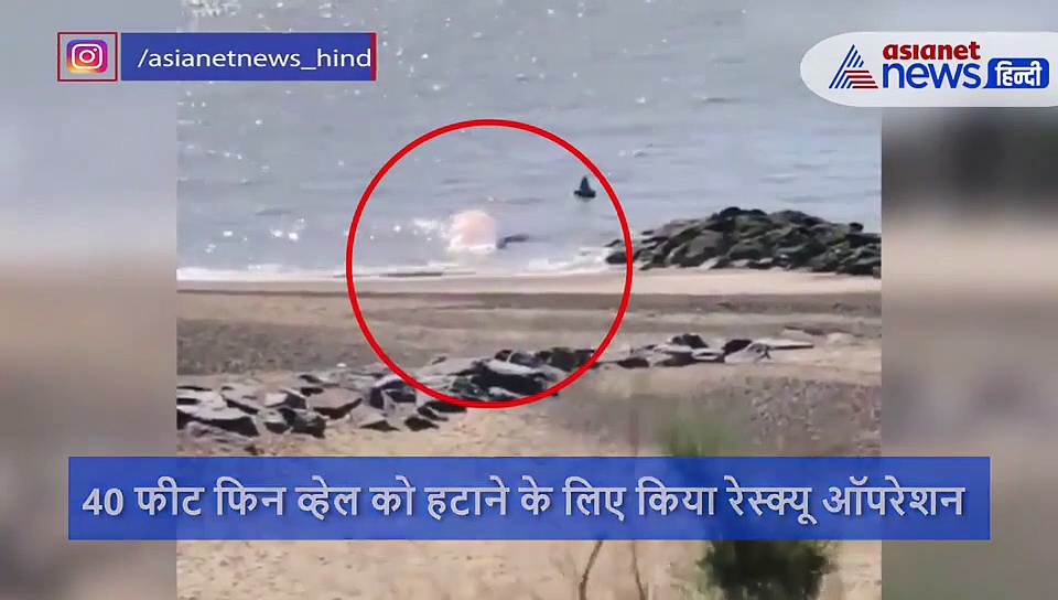 समुद्र किनारे बहती हुई आई 40 फीट के 'दानव' की लाश, हटाने में छूटे पसीने