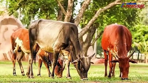 Karnataka Election 2018: From the 'C' factor to the 'S' factor sweeping the political landscape