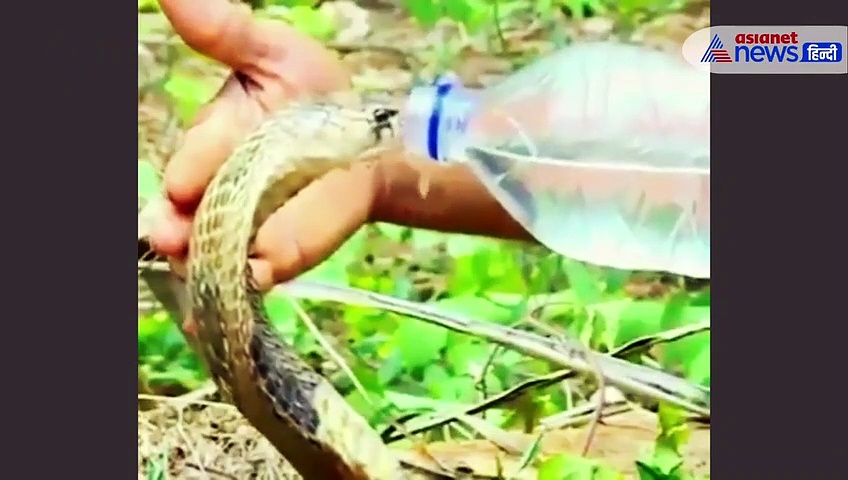 गट गट कर बोतल से पानी पी गया कोबरा, देखें पूरा वीडियो