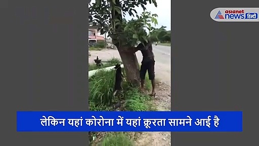 कुत्ते की गर्दन पर रस्सी बांध पेड़ पर टांगा, फिर दी दर्दनाक मौत