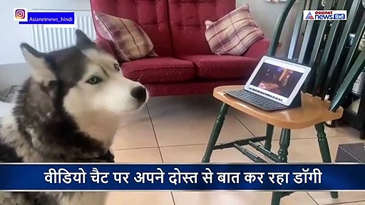 कुत्ते ने गर्लफ्रेंड को किया वीडियो कॉल...रिएक्शन को देख भावुक हो जाएंगे आप, देखें वीडियो