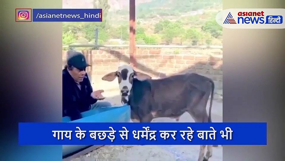 गाय के बछड़े को चारा खिलाते दिखे 84 साल के धर्मेंद्र, उसने भी एक्टर पर जताया प्यार