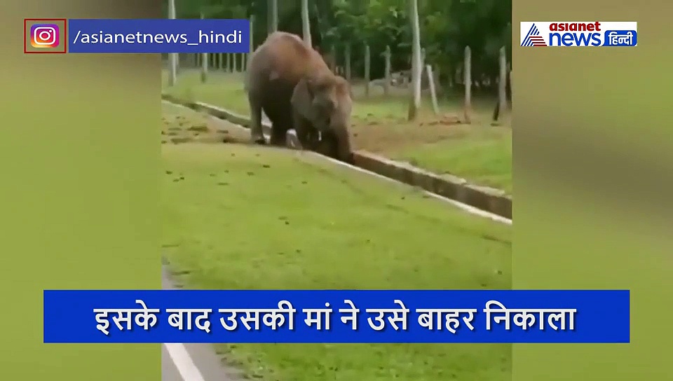 नाले में गिरा हाथी का बच्चा, मां की ममता ने दे दी मौत को ऐसे मात