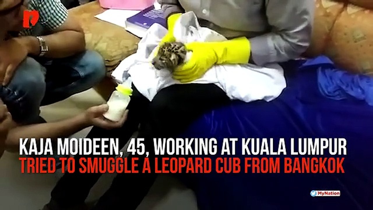 Leopard cub smugging MyNation