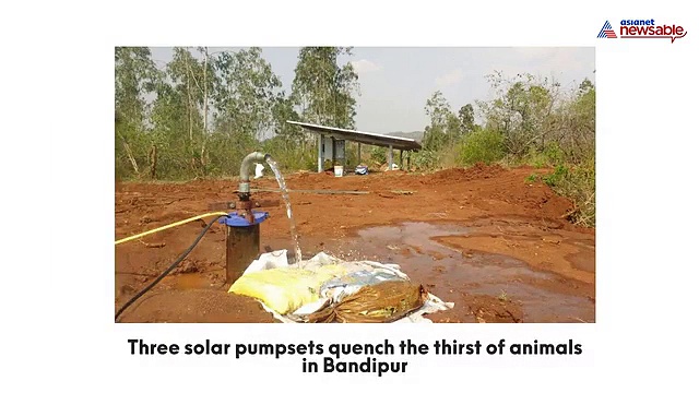 Solar pumpsets quench the thirst of animals in Bandipur [VIDEO]