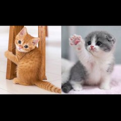 Funny Animal Videos 2022  - Funniest Dogs And Cats Videos Compilation 2022