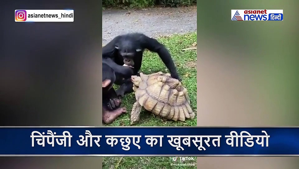 भूख कछुए को देखकर पसीजा चिंपैंजी का कलेजा, गोद में लेकर यूं किया प्यार खिलाया सेब