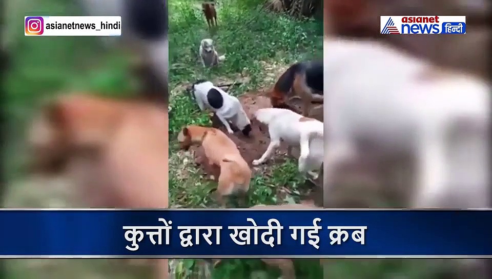 कोरोना में अपनों की लाश छोड़ भाग रहे इंसान, साथी की मौत पर कुत्तों ने जो किया देख भर आएंगी आंखें