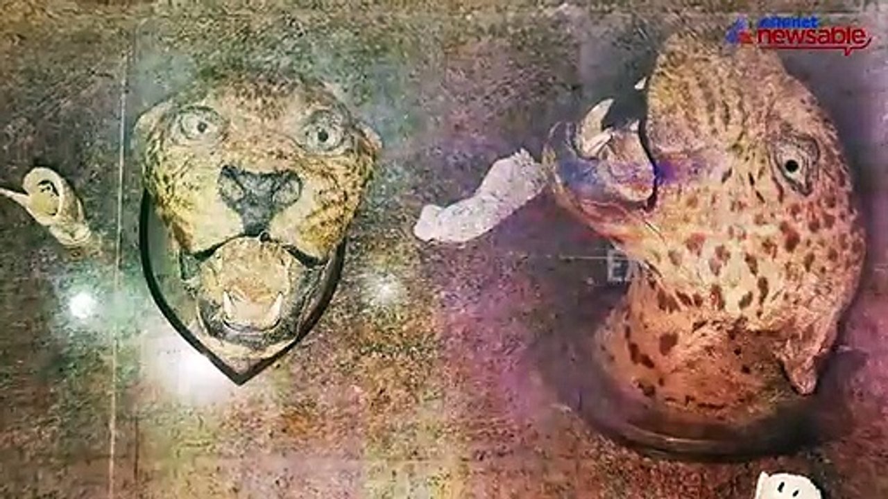 Exclusive: Illegal wildlife trade raided, Asian...