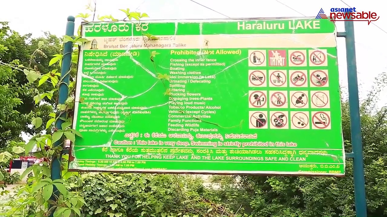 Bengaluru: Harlur lake turns into dump yard; lakhs of fish die