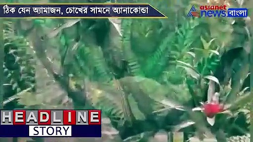 চিড়িয়াখানাতেই যেন 'মিনি অ্যামাজন', খোশ মেজাজে চার অ্যানাকোন্ডা, দেখুন ভিডিও