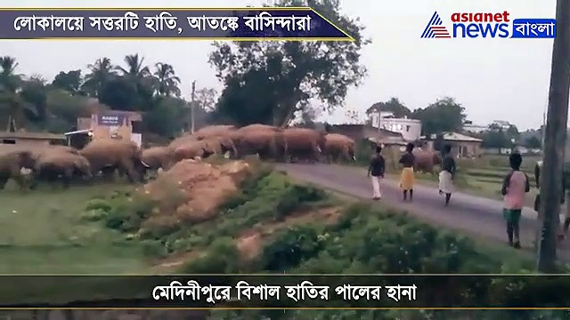 জঙ্গলে খাবার নেই, লোকালয়ে হানা সত্তরটি হাতির, মেদিনীপুরে আতঙ্ক, দেখুন ভিডিও