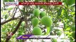 Crop Loss Make Mango Farmers Worried Lot _ Jagital Mango Farmers l V6 News