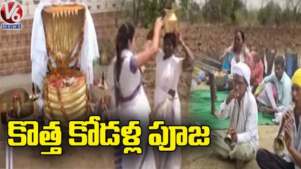 Mesram Community Daughter-In-Law Performs Pooja At Asifabad _ V6 News (1)