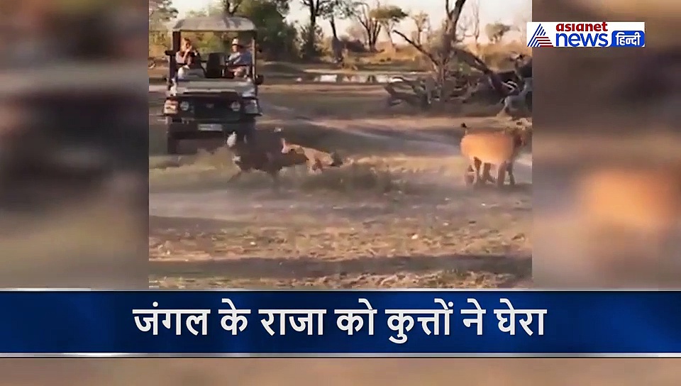 कुत्तों ने शेर को बना दिया 'कुत्ता', बेबस शेर ने ऐसे बचाई खुद की जान