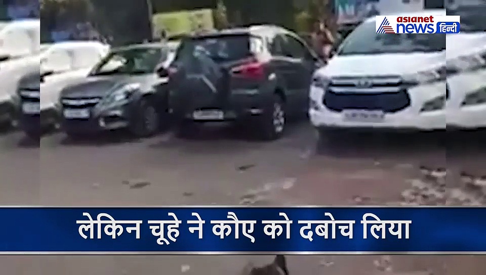 चूहे को पकड़ने आए कौए के मुंह में फंसा चूहे का मुंह, ऐसा फड़फड़ाया कि पड़ गए जान के लाले, देखिए VIDEO