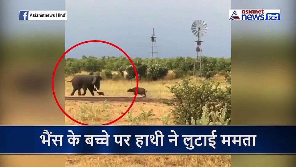 बच्चे को बचाने के लिए उल्टे दौड़ पड़े गजराज...मां की अटक गई थी सांस, हाथी ने भागकर बचाई जान