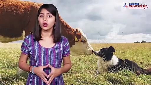 Only dog meat raises eyebrows and not beef?