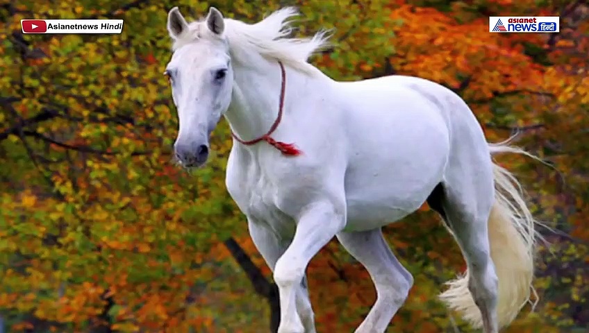 यदि लोन या कर्ज से परेशान हैं तो, घोड़े की एक फोटो आपकी समस्या हल कर सकती है