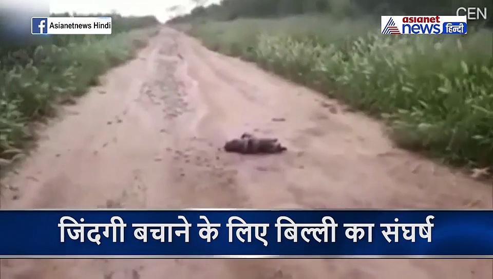 कुछ ऐसे मौत देता है विशाल अजगर, सड़क किनारे बना रहा था बिल्ली की हड्डियां का बुरादा