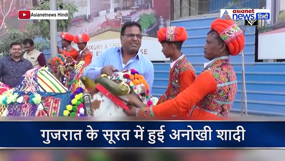 CAA के समर्थन में हुई ऐसी शादी कि बिना बैंड बाजे के पहुंची बारात, और बराती बनीं गाय