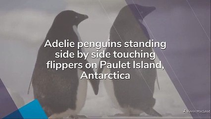 Aww: Animals celebrate Valentine's Day, too