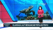 Tersangkut di Jaring Nelayan Hingga Dihantam Perahu, Populasi Penyu di Kenya Terancam!