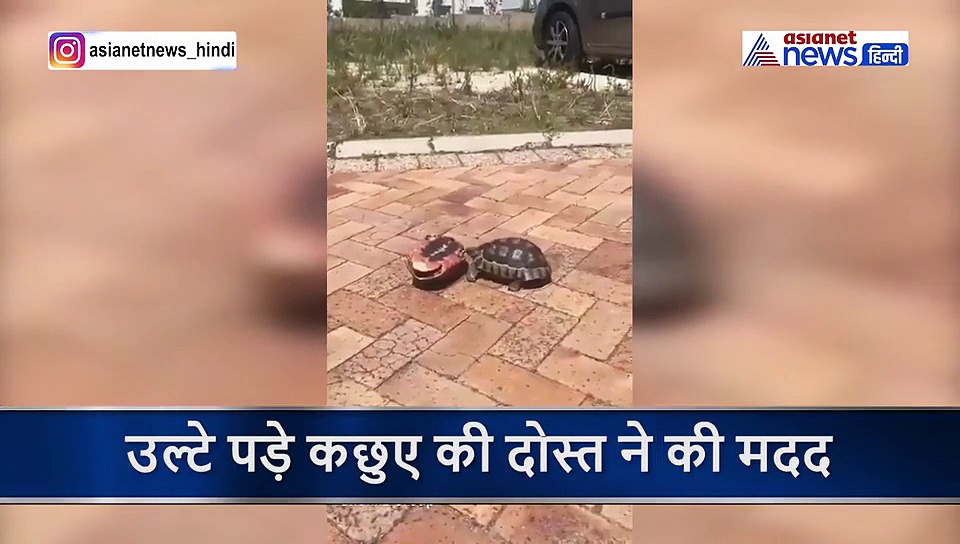 दुनिया के हर इंसान को चाहिए ऐसा ही एक दोस्त, बेजुबान कछुए बने इसकी मिसाल
