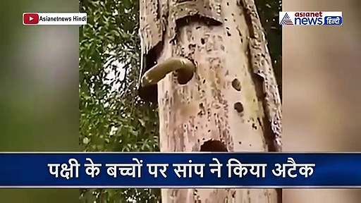 बिल में घुसकर सांप ने किया पक्षी के बच्चों पर अटैक तो मां ने लिया ऐसे बदला