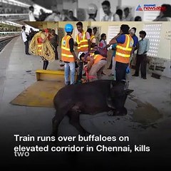 Train runs over buffaloes on elevated corridor in Chennai, kills two