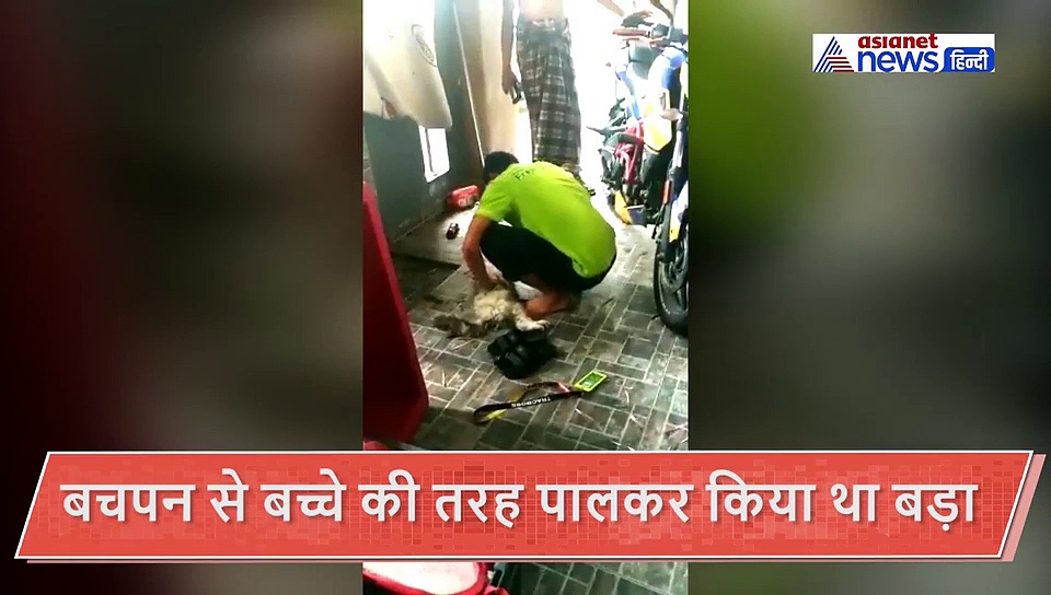 बिल्ली की मौत से इतना दुखी हो गया मालिक, बच्चों की तरह फूट-फूटकर रो पड़ा